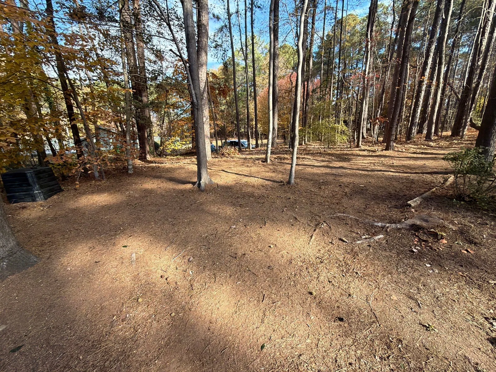 Cleared ground under tall pines after a fall leaf cleanup