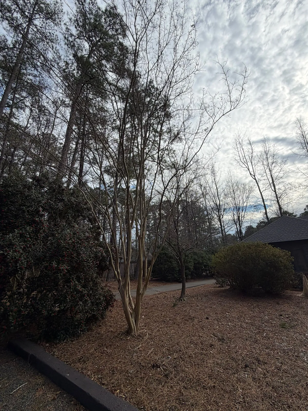 Tidy edged bed with pine straw and a shrub after a seasonal cleanup in Sanford, NC