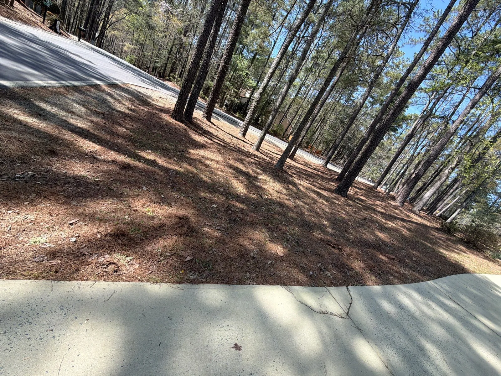 Pine straw spread evenly under tall pines along a driveway