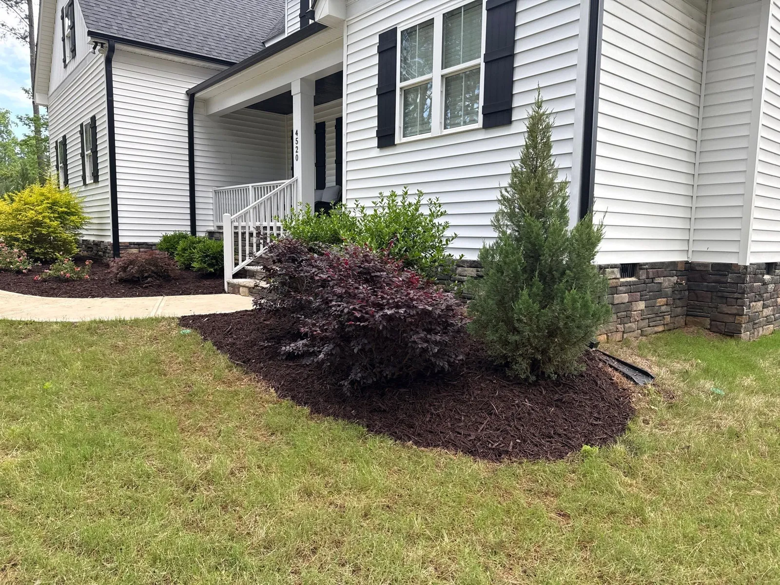 Curved bed of fresh dark mulch with a dwarf conifer and purple shrubs beside a white home in Sanford, NC