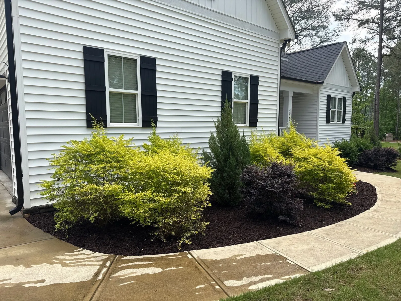 Fresh dark mulch bed with yellow shrubs along a curved front walkway