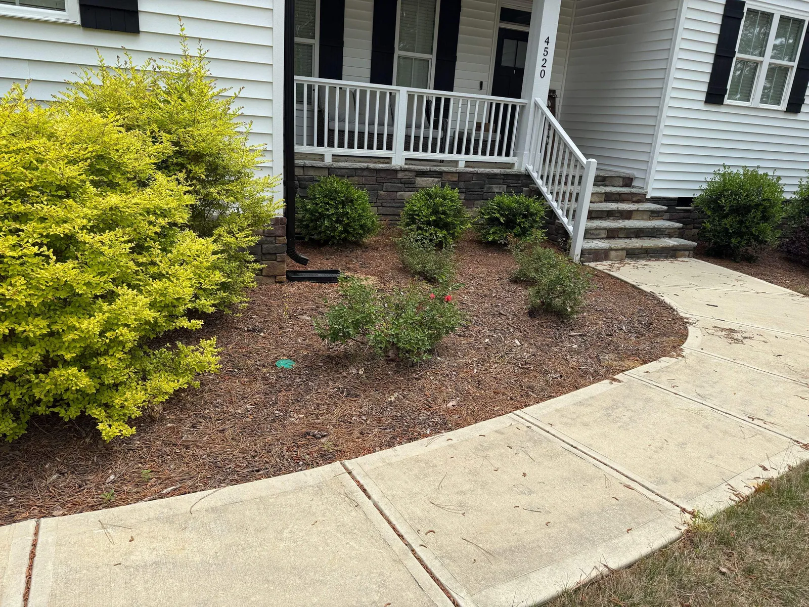 Foundation bed with bright yellow shrubs and fresh mulch beside a front porch