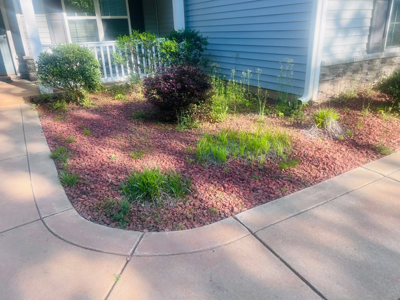 Planting bed with ornamental grasses and shrubs in red mulch along a curved sidewalk