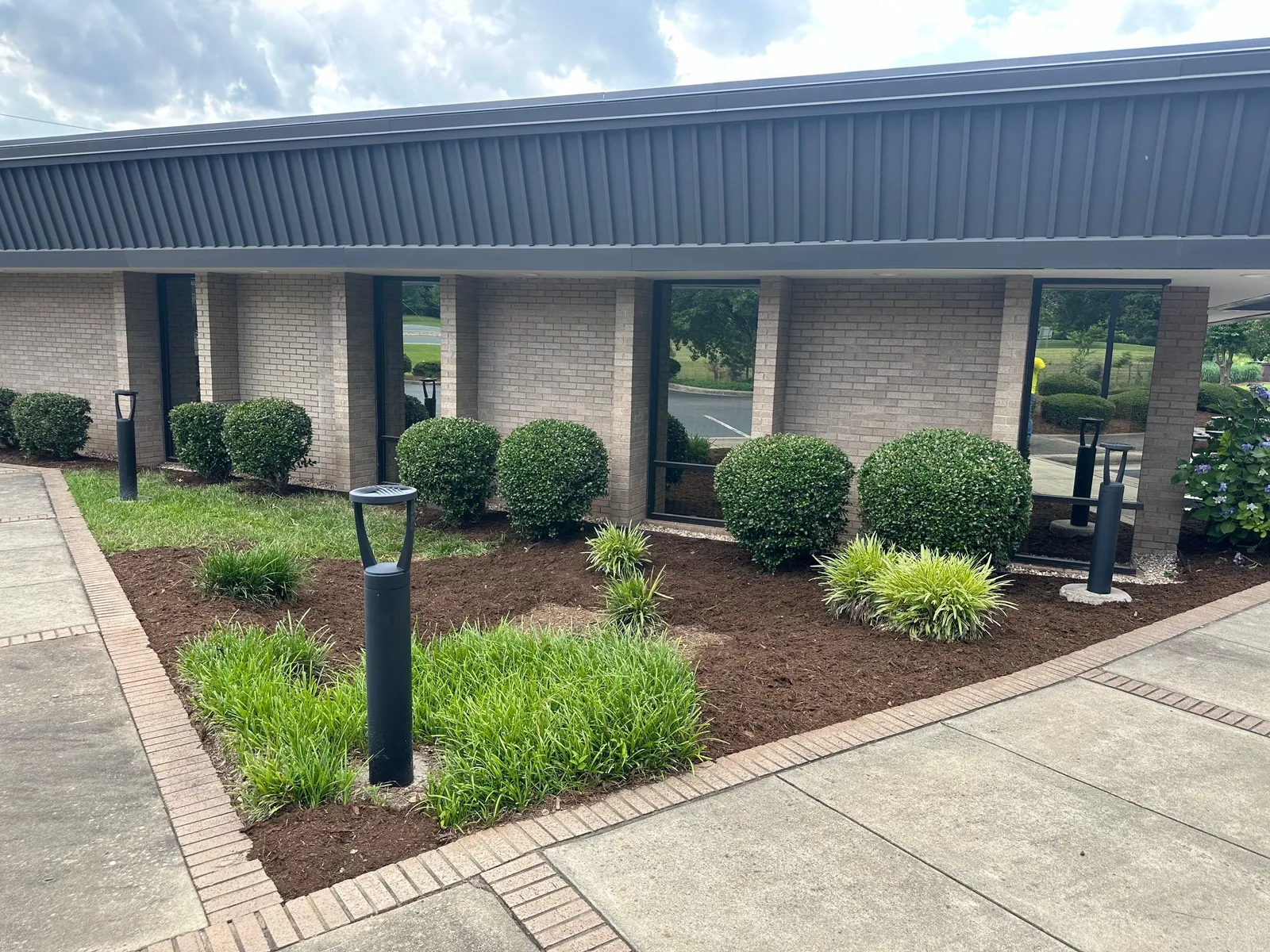 Commercial landscape bed with rounded shrubs, ornamental grass and mulch along a brick-edged walkway